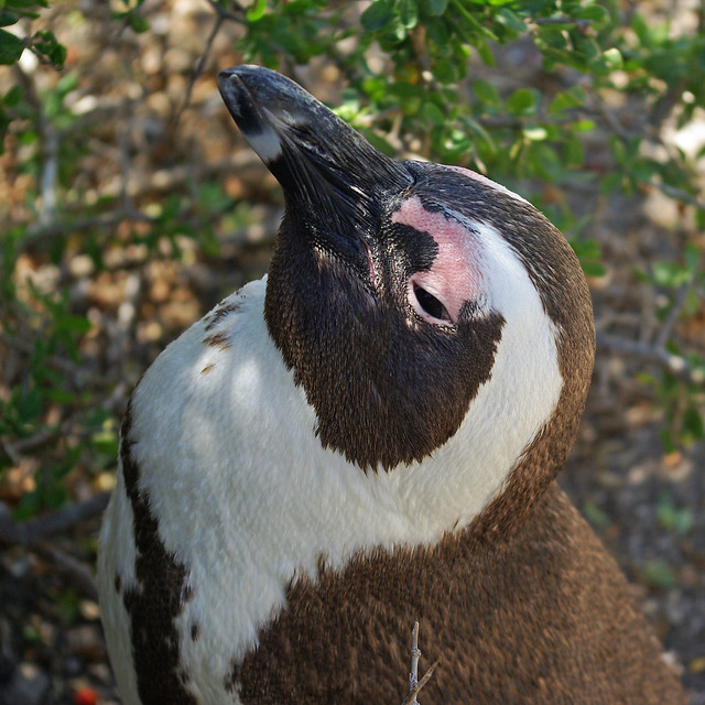 Jackass penguin portrait