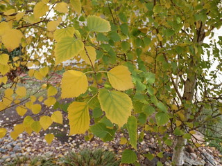 Leaves in the Fall