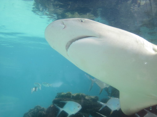 Shark at Coral World