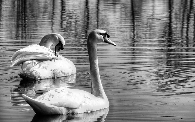 Swans in b&w