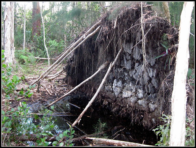 Old uprooted pine 20120330