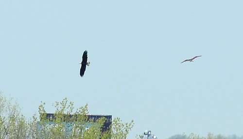 Bald Eagle & Osprey