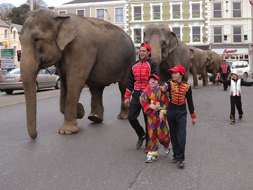 Depressed circus elephants being paraded in Fermoy, Co. Cork, Ireland