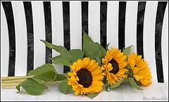 Tournesols Sunflowers