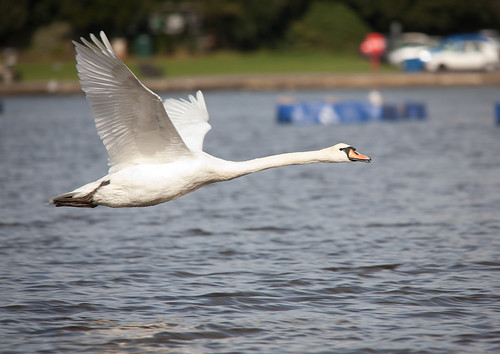 IMG_5183 Flying Swan