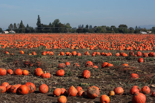 A Sea of Pumpkins...