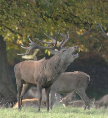 Deer Rut - Studley Royal - October 2011