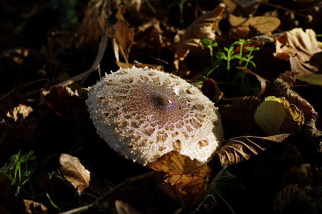Parasol Mushroom [PK74339]