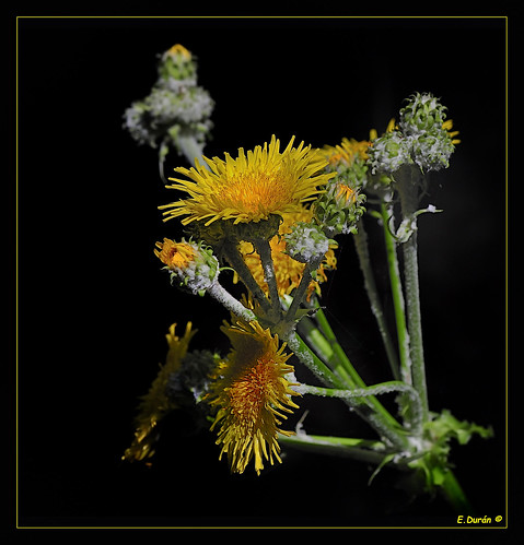 CERRAJA (Sonchus acaulis). Planta perenne endémica de Canarias. by E.Durán "Free Tibet" 