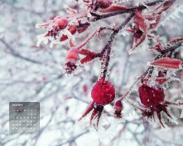 a winter flower photo, of sparkling and frozen cherry red rose hips dangling like holiday ornaments from a rose bush on a frosty winter day