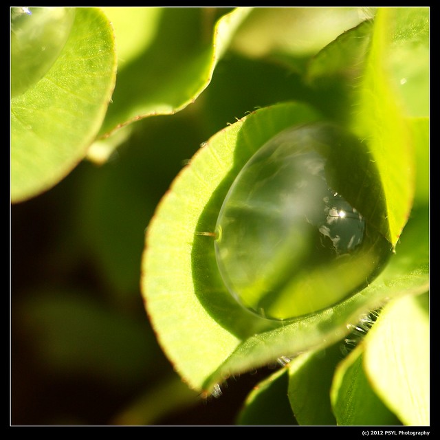 World reflected within droplet