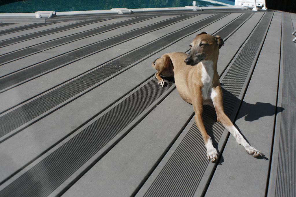 italian greyhound on bamdeck composite decking