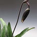 black orchid flower 004