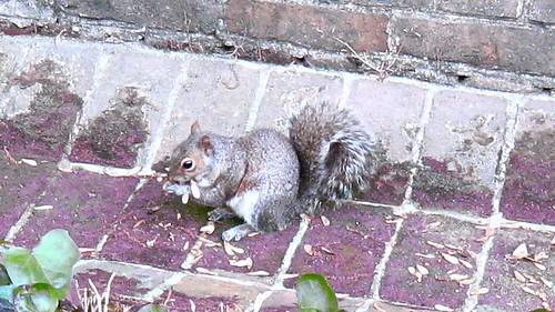 Mr. Squirrel by Edna Barney