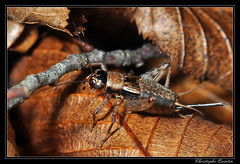 Orthoptera/Gryllidae