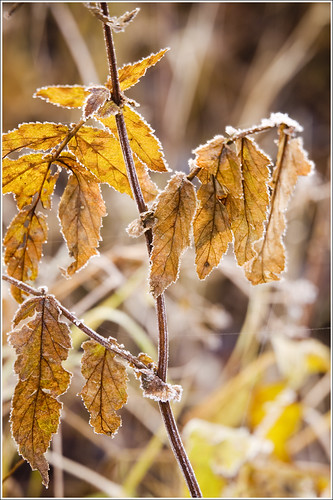 20111025. Fall. Frost. 9088. by Tiina Gill