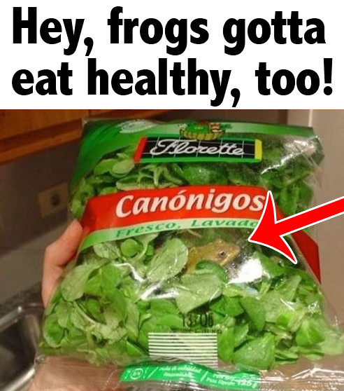 Frogs Eat Salad! Image via rohej.hu