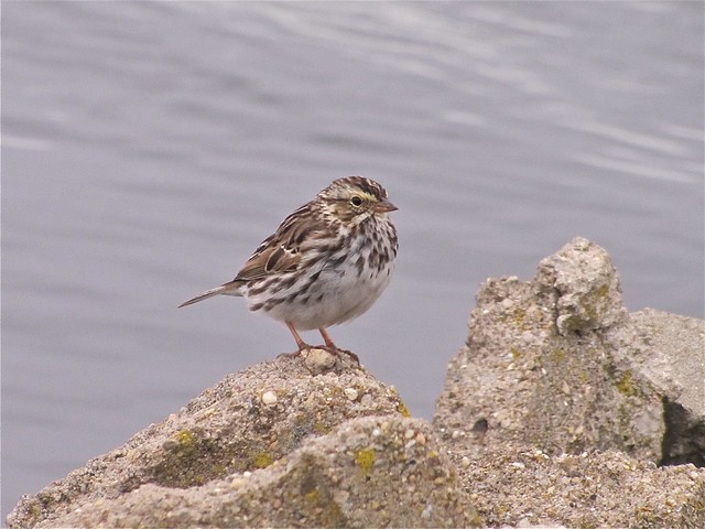 Savannah Sparrow at Gridley Wastewater Treatment Ponds 01