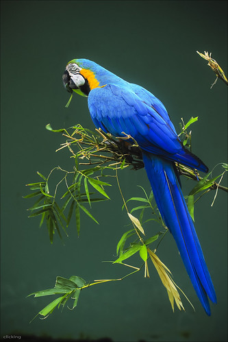 Blue Parrot [ EXPLORED ] by -clicking-