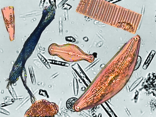 Columbia River Water Diatoms