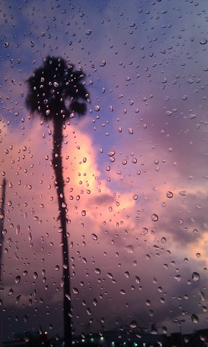 Rain, clouds, sunset light and a palm tree. #bwela