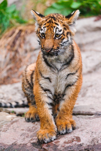 無料写真素材|動物|虎・トラ