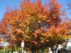 Autumnal Colors!