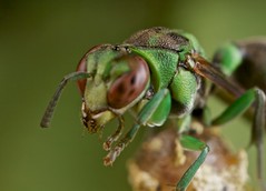 Hymenoptera (Madagascar)