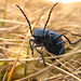 11-14-11: A Beetle