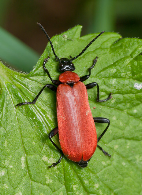 Cardinal beetle - Pyrochroa coccinea 2