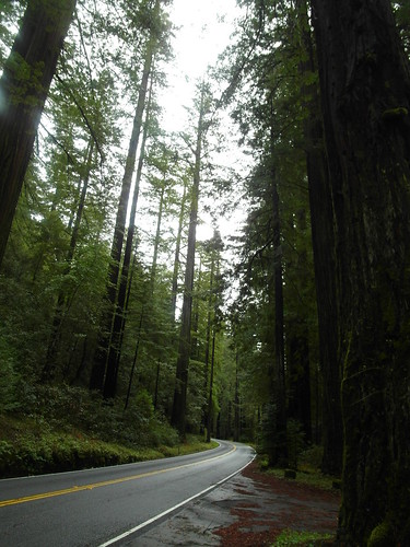 Redwoods, 
