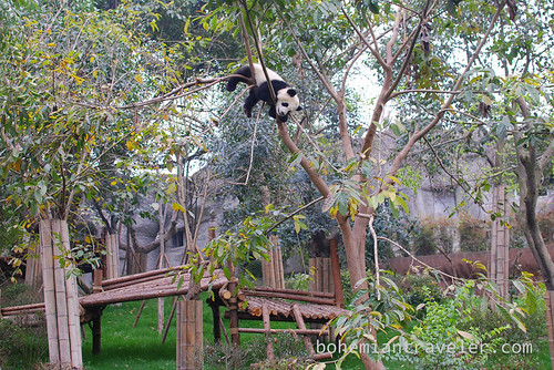 Pandas in Chengdu China 7