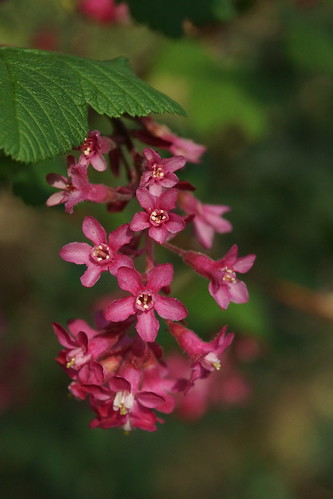 The pink stars of a ribes by CharlesFred