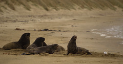 NZ Sea lions 2011