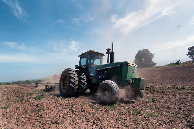 A tractor turns the cover crop into the soil in preparation for planting. 