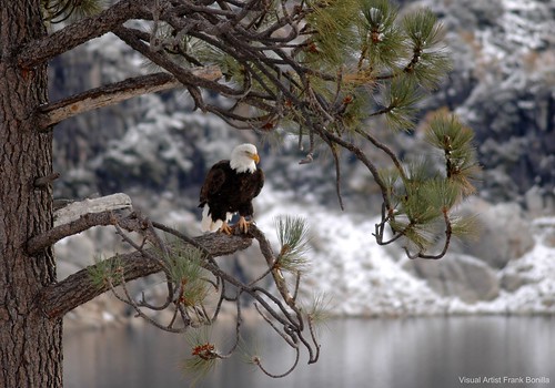 Bald Eagle In Tree