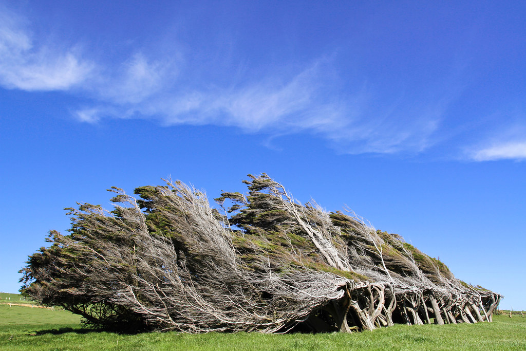 Новозеландские кривые деревья