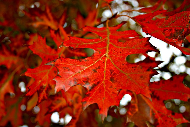 Fall Leaves 2010 - 07