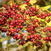 Hawthorne berries