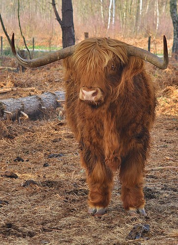 Highland Cattle Thornden Woods Blean by Kinzler Pegwell