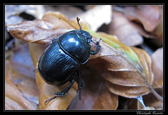 Coleoptera/Geotrupidae