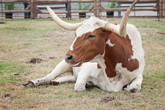 Star of Texas Fair and Rodeo 2011
