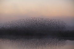 Starlings - Somerset Levels