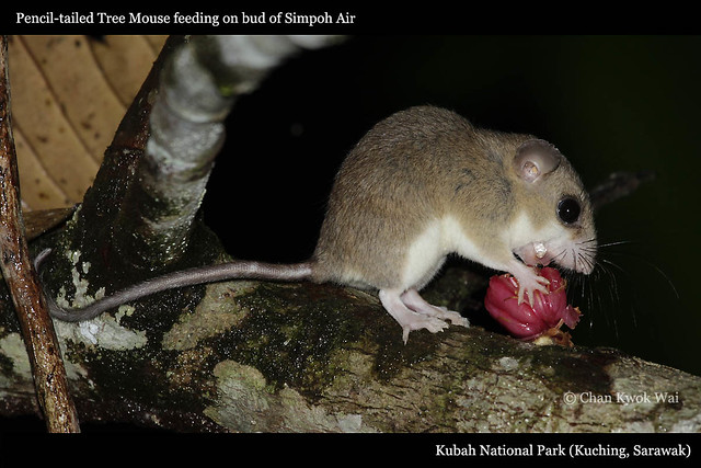 005Pencil-tailed Tree Mouse feeding on Simpoh Air bud