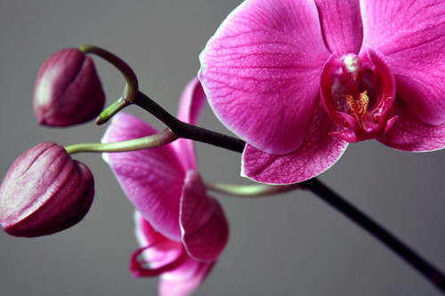 Orchids photo taken by jennifer cameron Glass Addictions