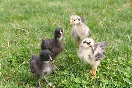 Chicks at 12 Days Old