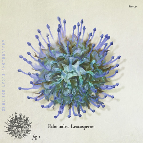 Echinoidea Leucospernii by alison lyons photography