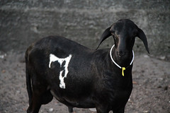 Black ram lamb