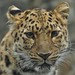 Amur Leopard.-Panthera Paradus Orientails