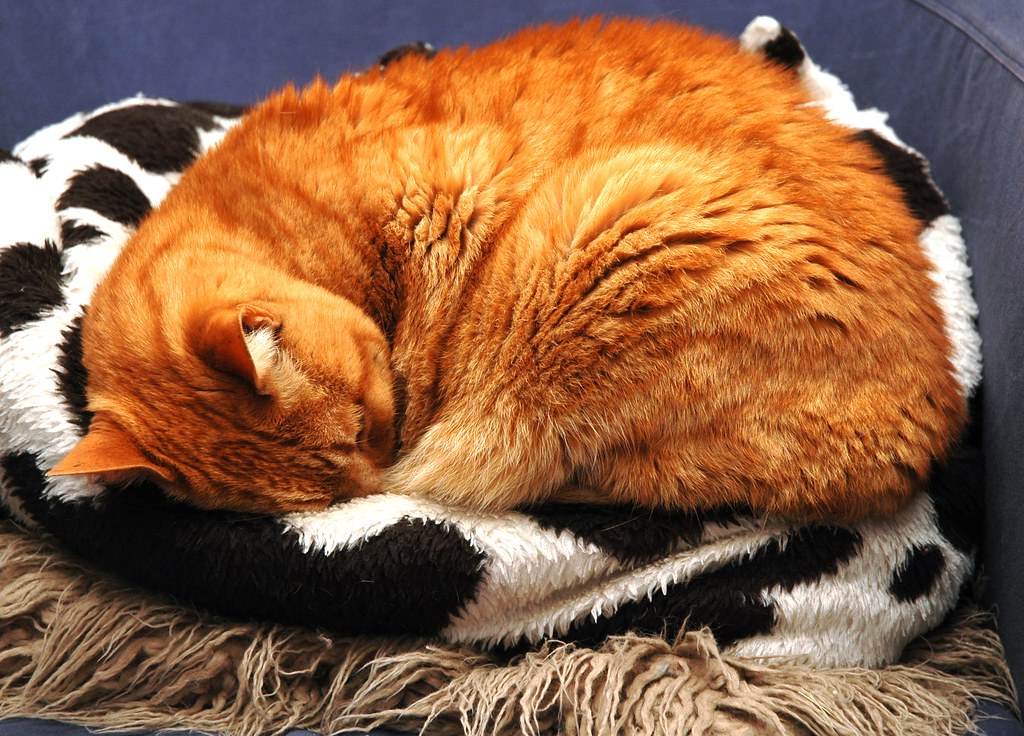 Sleeping Ginger Tom
